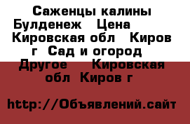 Саженцы калины Булденеж › Цена ­ 150 - Кировская обл., Киров г. Сад и огород » Другое   . Кировская обл.,Киров г.